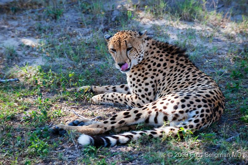 20090615_132723 D3 X1.jpg - The cheetah has a tear line coming down from the eyes to the mouth